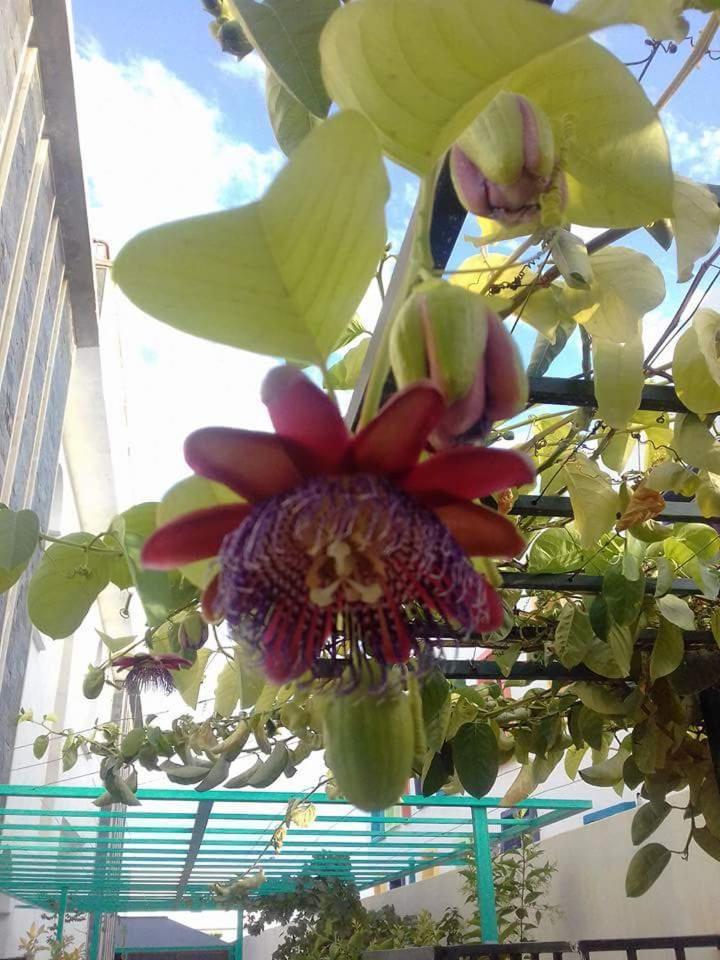 Riad Passiflora เฟส ห้อง รูปภาพ